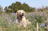 GOLDEN RETRIEVER 149